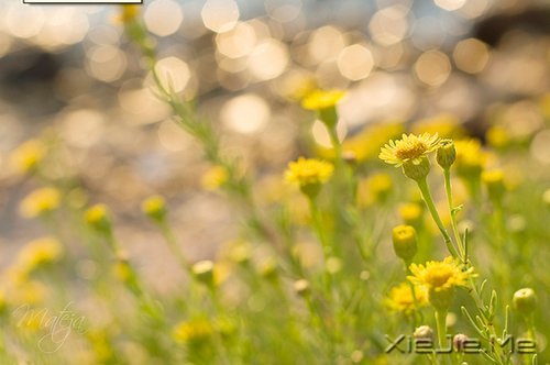 一心一意,是世界上最温柔的力量 (4)