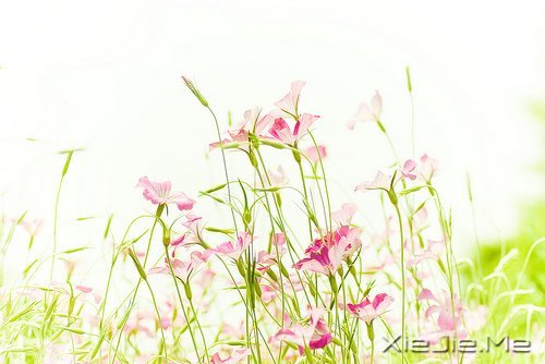 一心一意,是世界上最温柔的力量 (8)