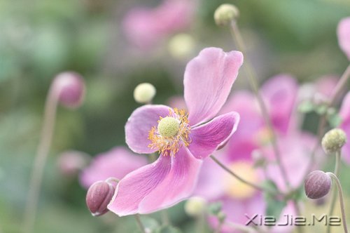 不论这个世界多么糟糕,你自己的世界一定要精彩 (9)