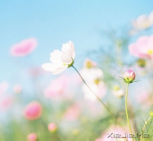 爱自己的人,才会有人爱 (6)