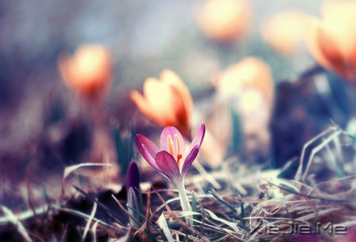 晚安心语:找到完美的路 (3)