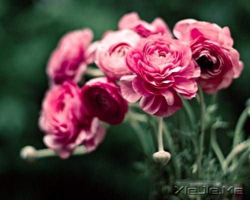 早安心语:轻轻的呼吸,浅浅的微笑 (3)