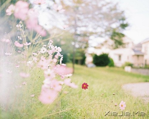 晚安心语:选择最淡的心事,诠释坎坷的人生 (10)