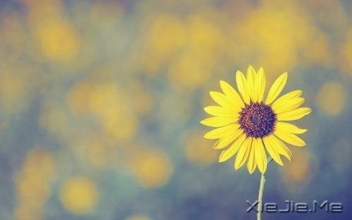 晚安心语:微笑着去等待,做最好的自己 (4)