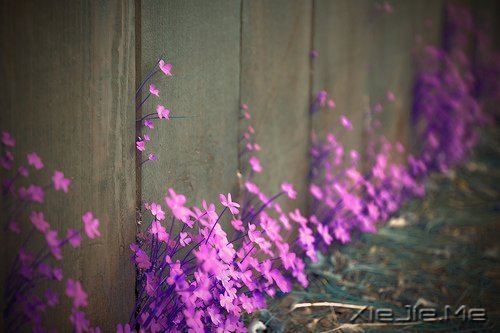 晚安心语:微笑着去等待,做最好的自己 (7)