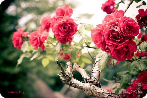 晚安心语:愿细水流年时,地老天荒 (4)