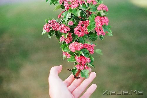 早安心语:为了等你,我错过了等我的人 (10)