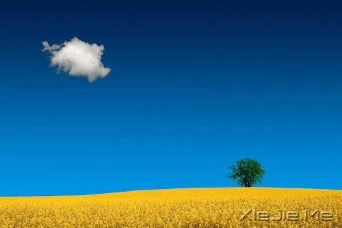 早安心语:照顾每个人的感受,注定自己不会好受 (5)