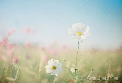 早安心语:成功的速度一定要超过父母老去的速度 (5)