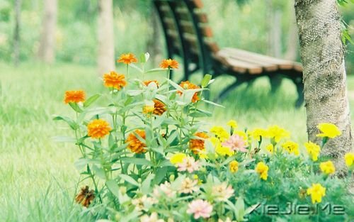 早安心语:成功的速度一定要超过父母老去的速度 (9)