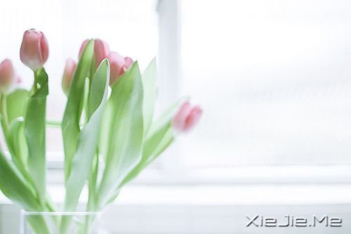 早安心语:你生活在别人的眼神里,就迷失在自己的心路上 (4)