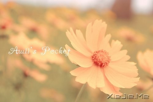 毕淑敏:非血之爱