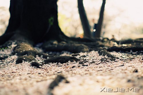 如果某天你偶尔想起,如果某天你偶尔想起 (10)