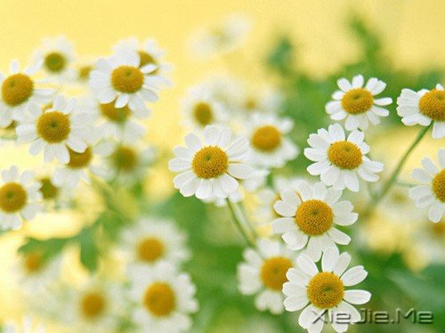 喜欢发呆的人,心里一定有另一个纯净的世界